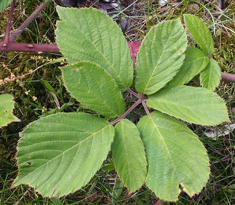polyanthemus