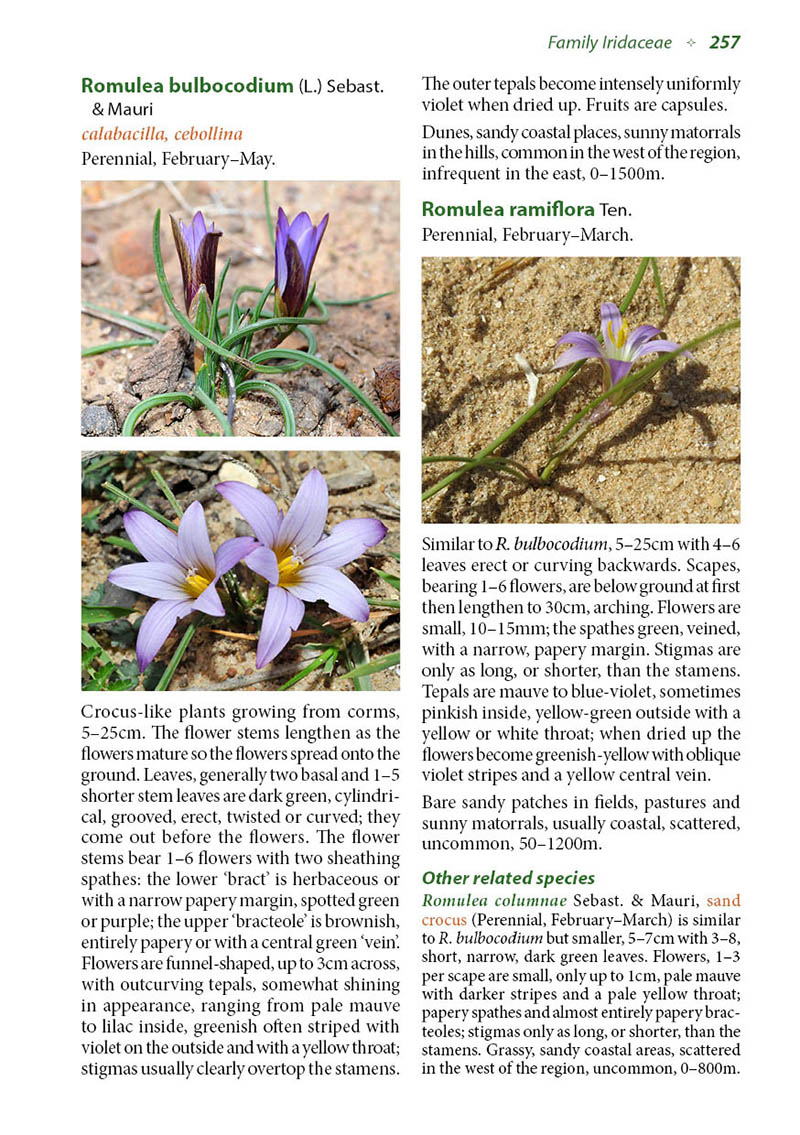 example page