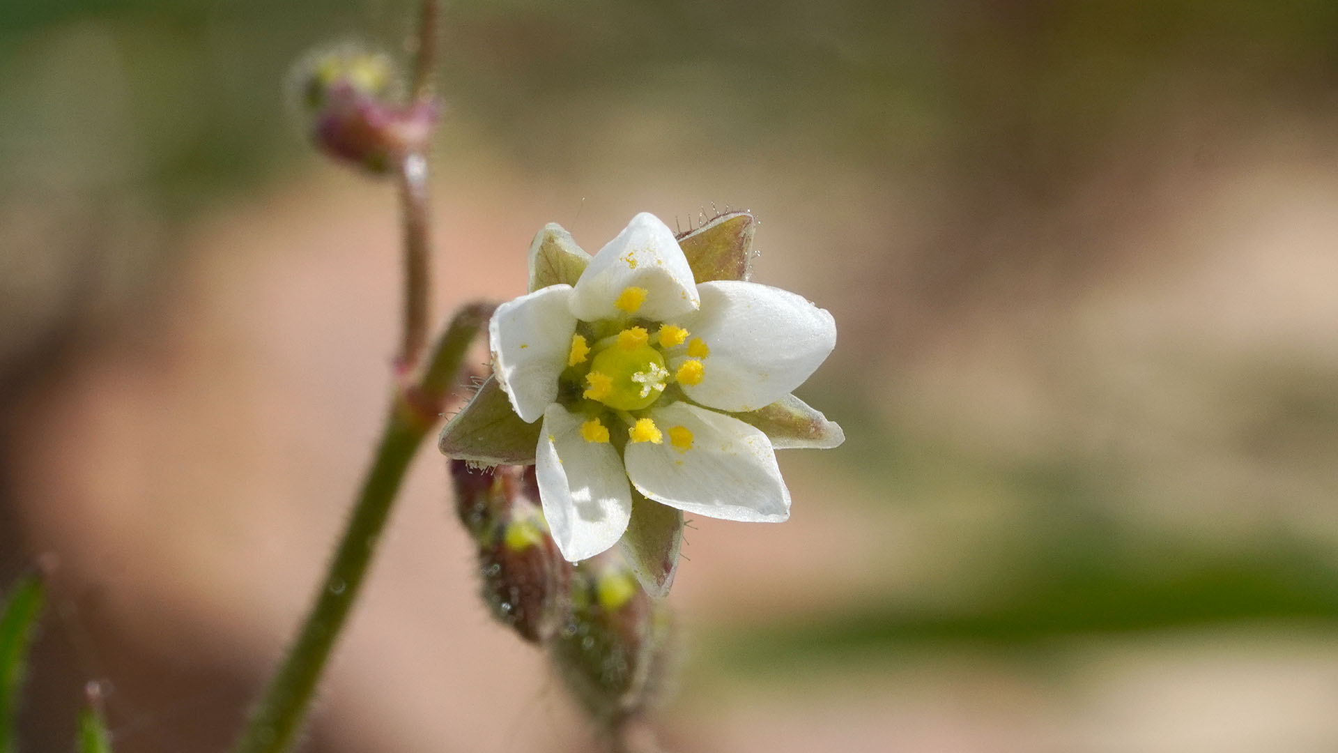 Corn Spurrey