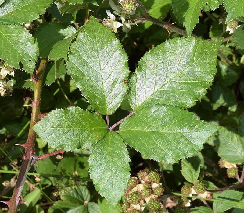 armipotens