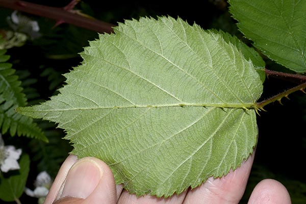cardiophyllus