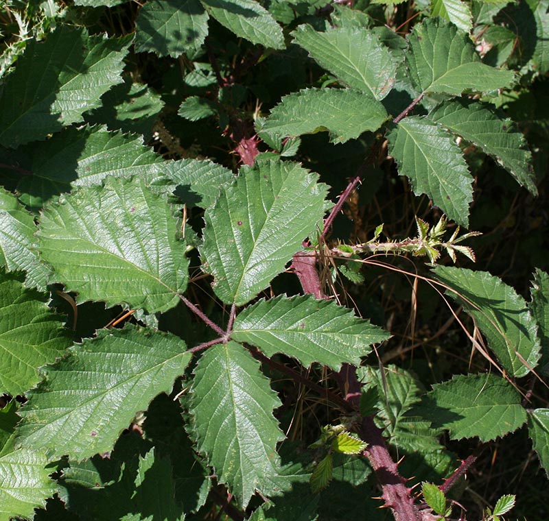 echinatus