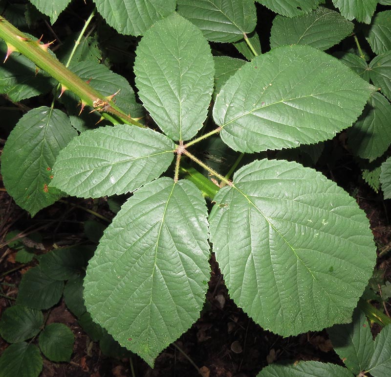 milfordensis