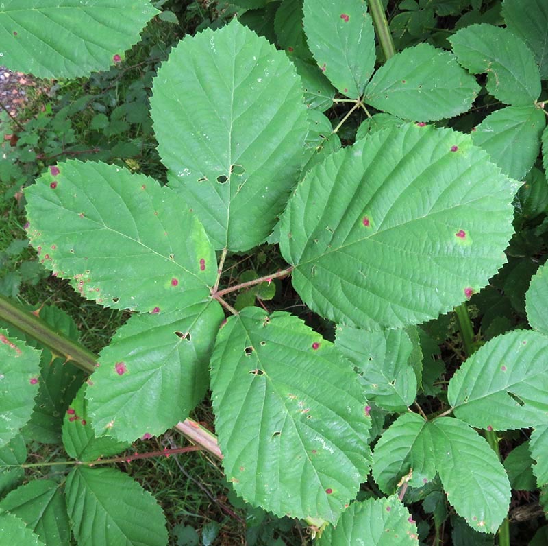 milfordensis