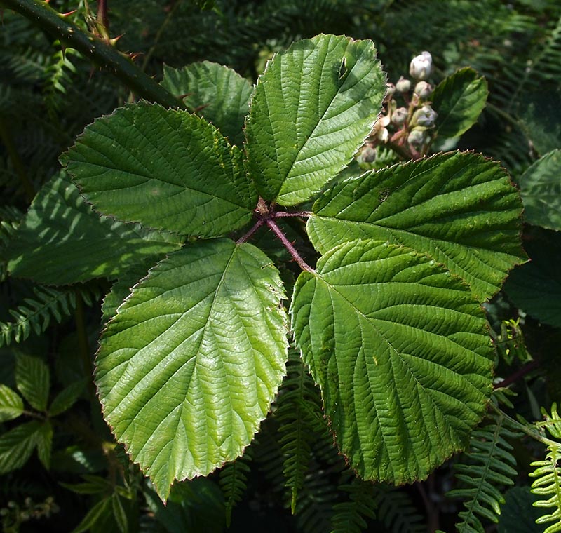 morganwgensis