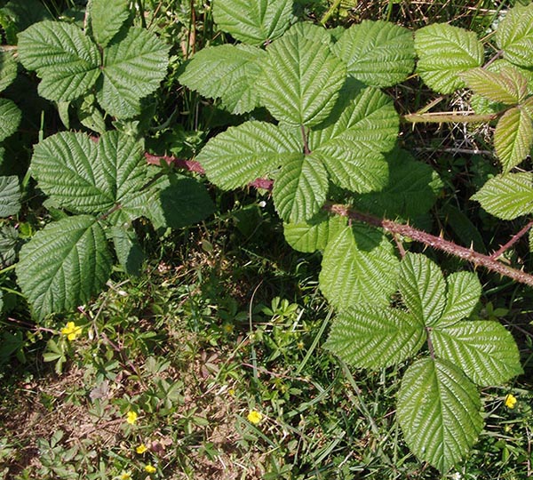 tuberculatus