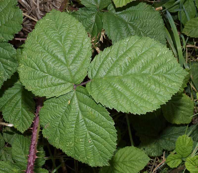 tuberculatus