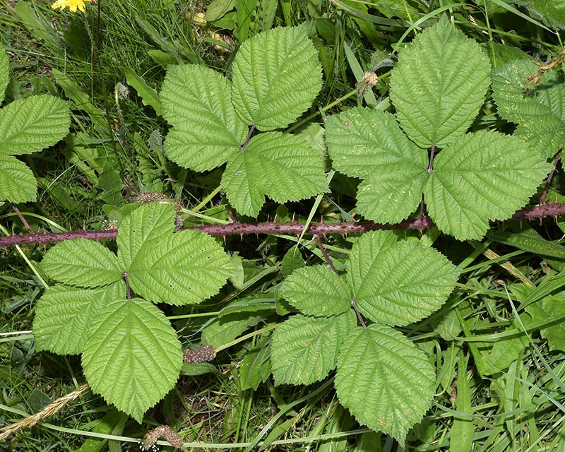 tuberculatus