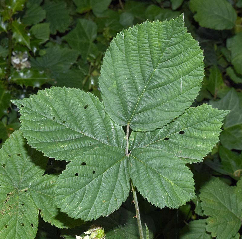 tuberculatus